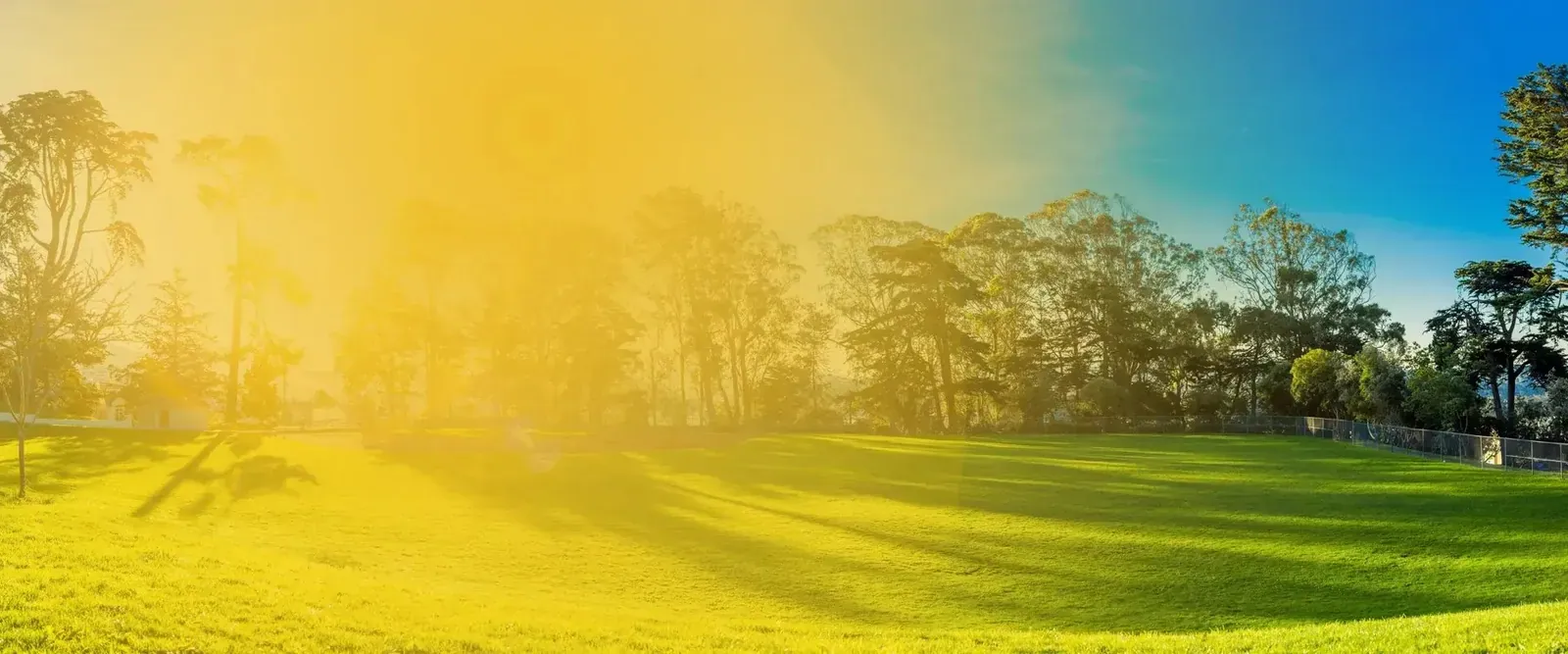 lawn